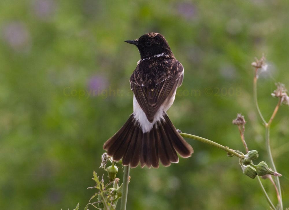 Byzantine Stonechat Saxicola maurus variegatus showing its back with fanned tail