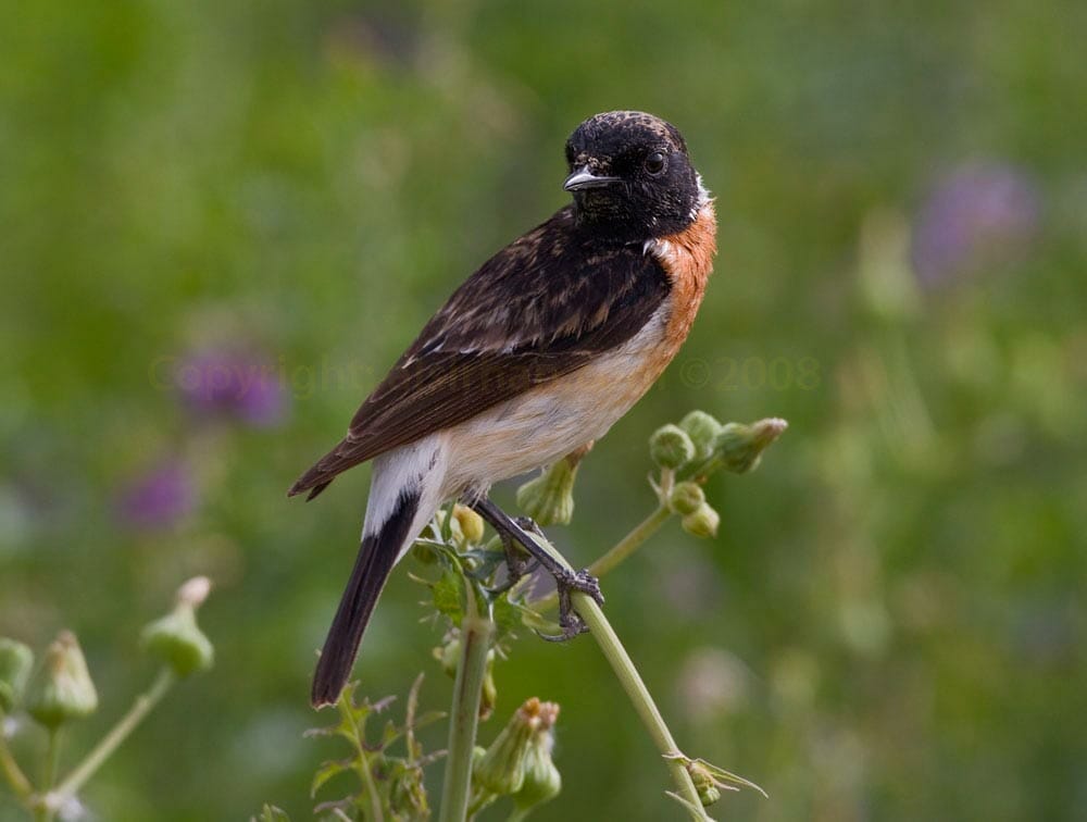 Byzantine Stonechat Saxicola maurus variegatus on branch