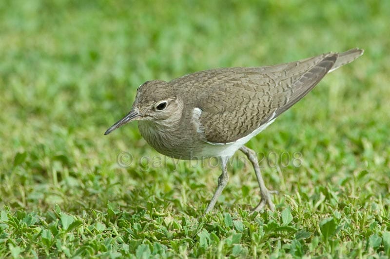 Common Sandpiper Actitis hypoleucos running on grass