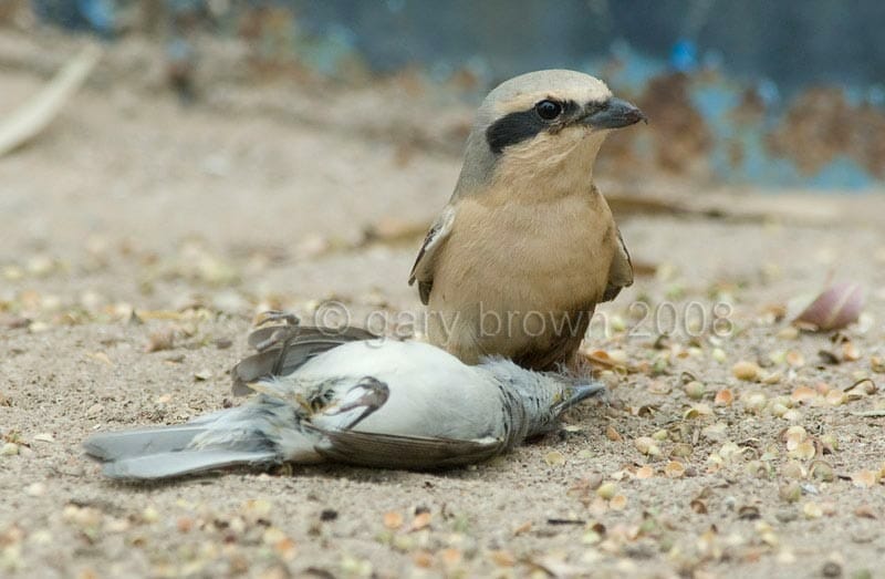 Daurian Shrike Lanius isabellinus feeding on Spotted Flycatcher