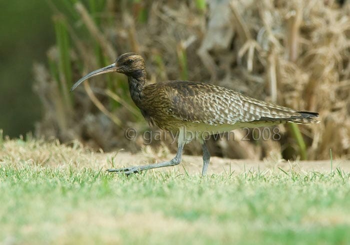 Oiled Eurasian Whimbrel Numenius phaeopus