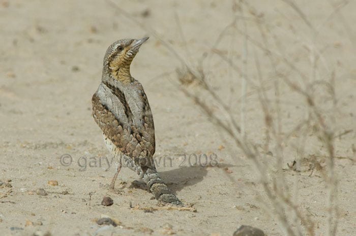 Eurasian Wryneck Jynx torquilla on ground looking over its back