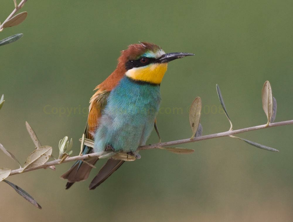 European Bee-eater Merops apiaster on olive branch
