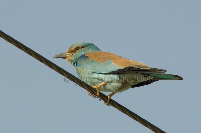 European Roller Coracias garrulus on wire