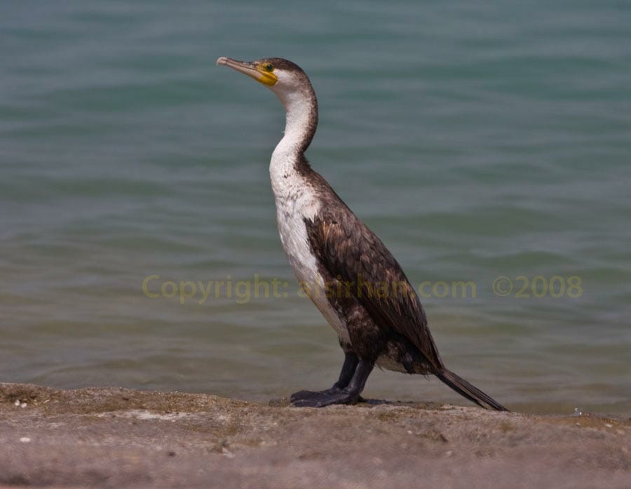 Continental Great Cormorant Phalacrocorax sinensis close to the sea shore