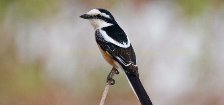 Masked Shrike Lanius nubicus on a branch