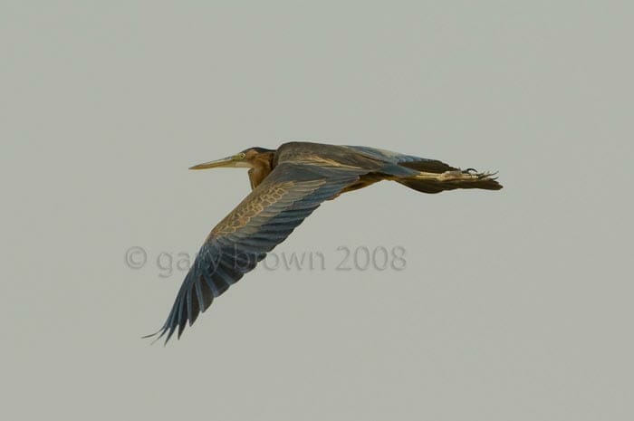 Purple Heron Ardea purpurea in flight