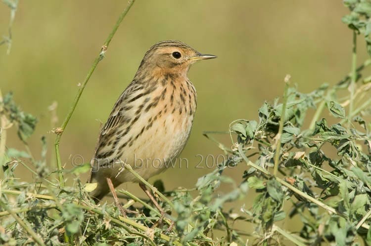 Red-throated Pipit Anthus cervinus on a green bush