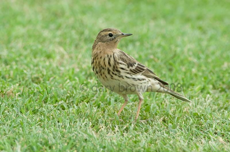 Red-throated Pipit Anthus cervinus on grass