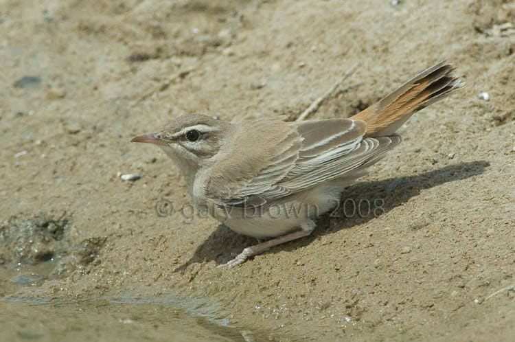 Rufous-tailed Scrub Robin Cercotrichas galactotes drinking water