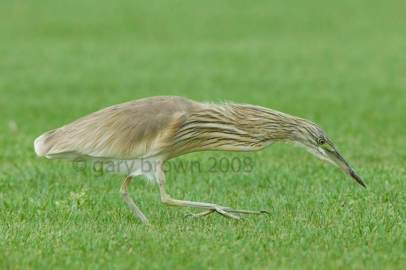 Squacco Heron Ardeola ralloides feeding on ground