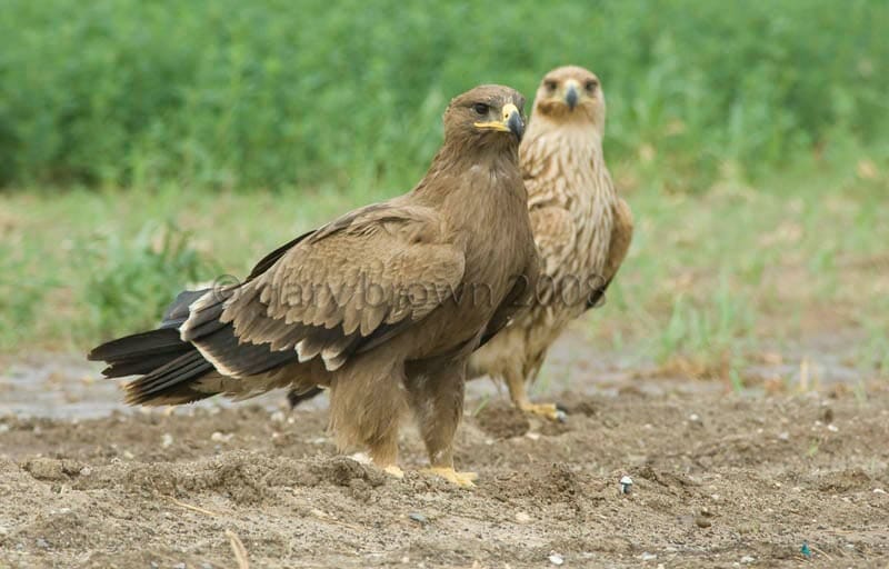 Steppe Eagle Aquila nipalensis and Eastern Imperial Eagle Aquila heliaca standing side by side