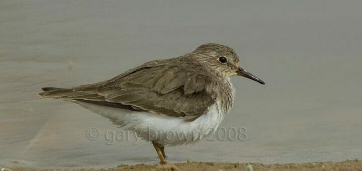 Temminck’s Stint standing at the edge of water