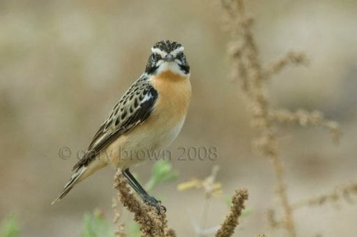 Whinchat on a branch