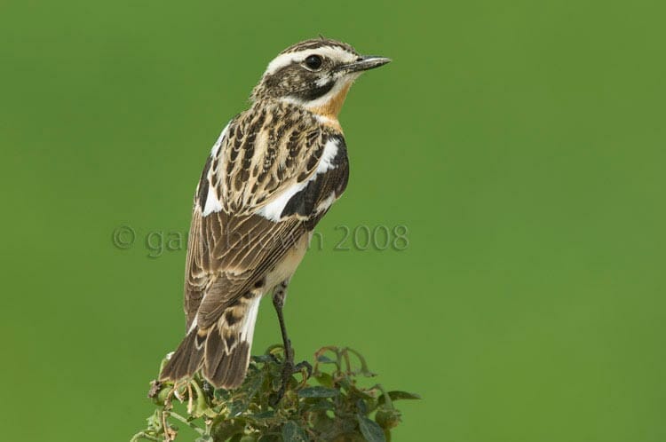Whinchat Saxicola rubetra looking over its back
