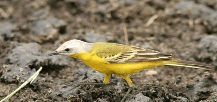 White-headed Wagtail feeding on the ground