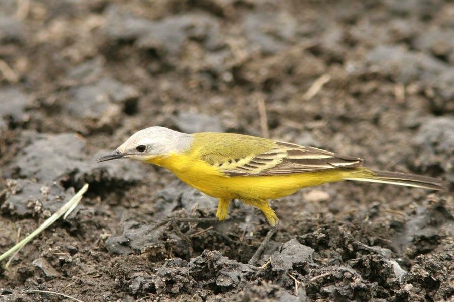 White-headed Wagtail feeding on the ground