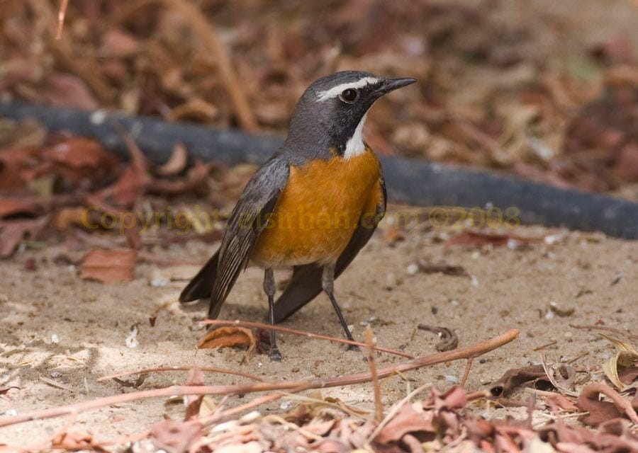 White-throated Robin Irania gutturalis on ground