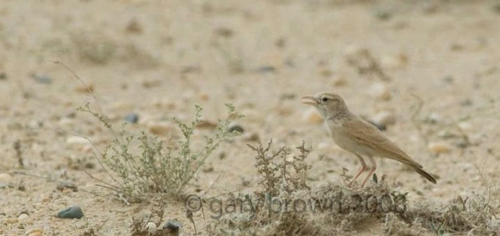 Arabian Lark Eremalauda dunni on desert ground
