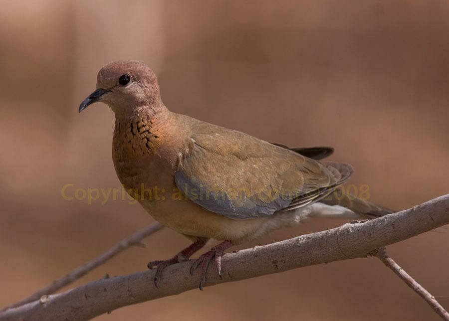 Laughing Dove Spilopelia senegalensis on a branch