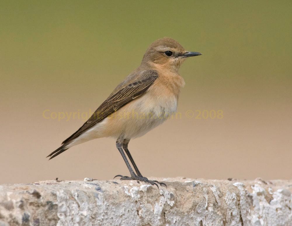 Northern Wheatear Oenanthe oenanthe on a rock