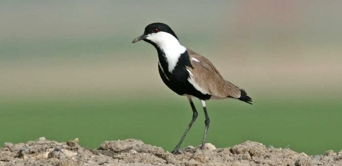Spur-winged Lapwing perched on a heap of sand