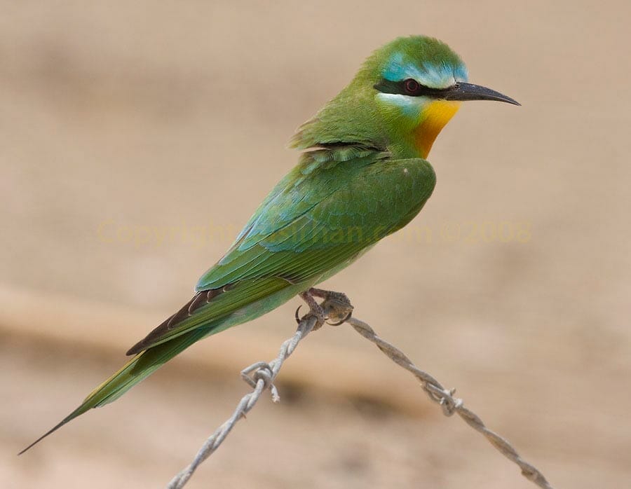 Blue-cheeked Bee-eater Merops persicus