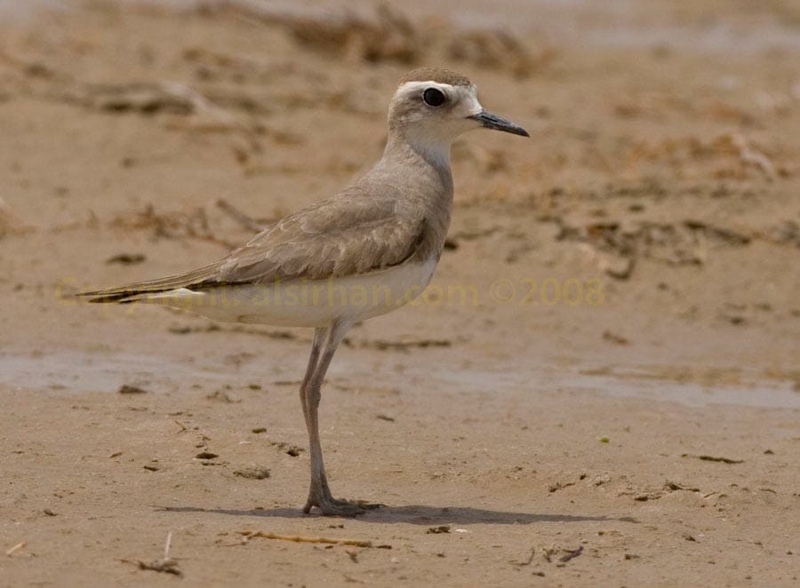 Caspian Plover Anarhynchus asiaticus on ground