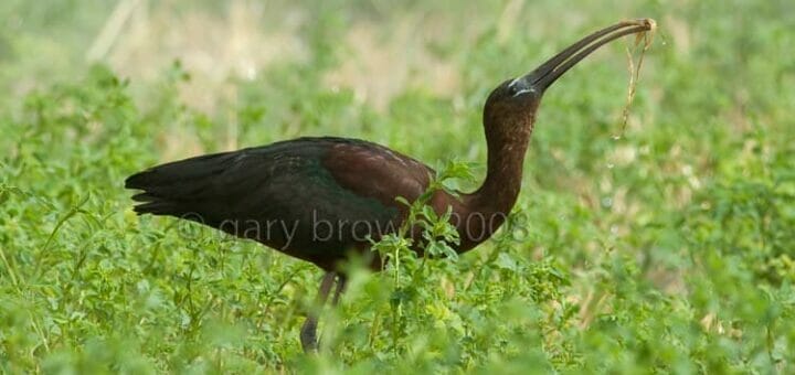 Glossy Ibis feeding on the ground