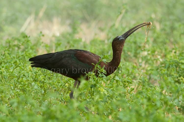 Western Cattle Egret Bubulcus ibis feeding on grass
