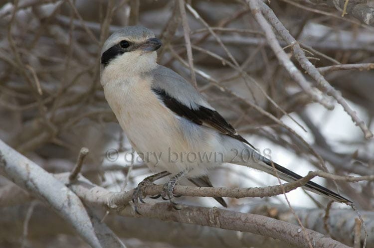 Great Grey Shrike Lanius excubitor lahotra on branch