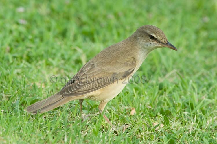 Great Reed Warbler Acrocephalus arundinaceus feeding on grass