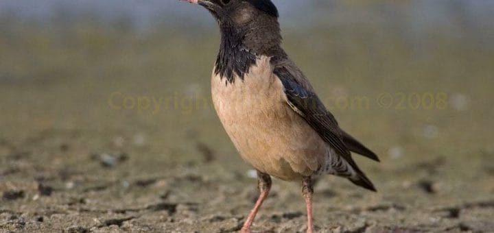 Rose-coloured Starling Pastor roseus on dried mud