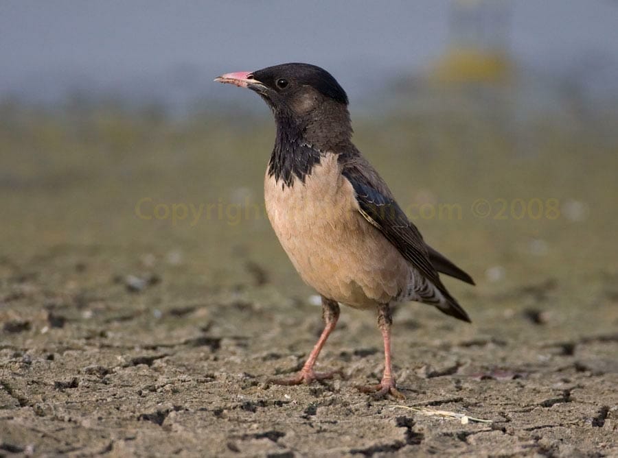 Rose-coloured Starling Pastor roseus on dried mud