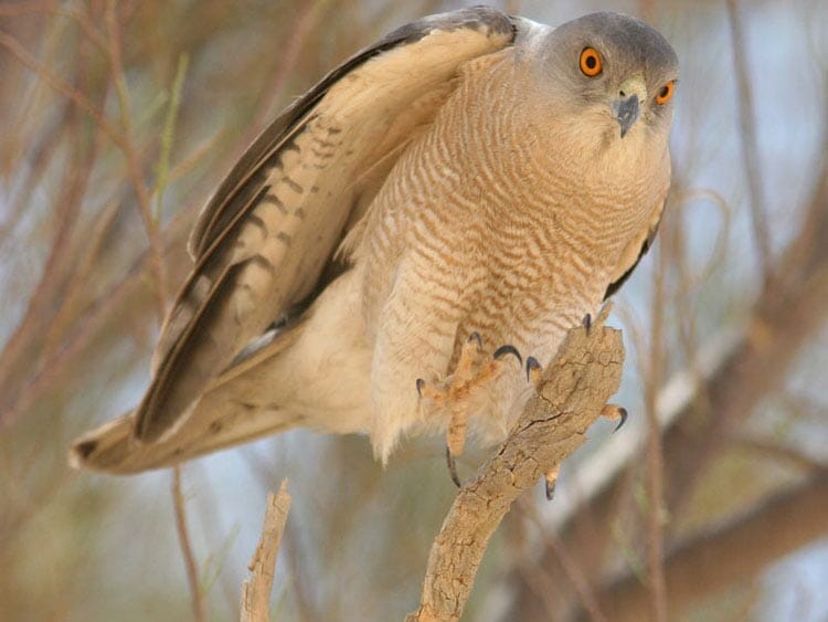 Male Asian Shikra Accipiter (badius) cenchroides on a branch