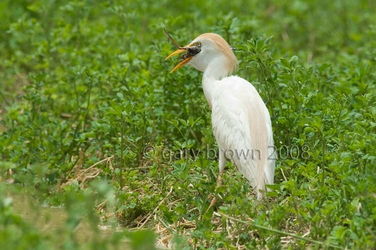 Western Cattle Egret Bubulcus ibis feeding on a bird