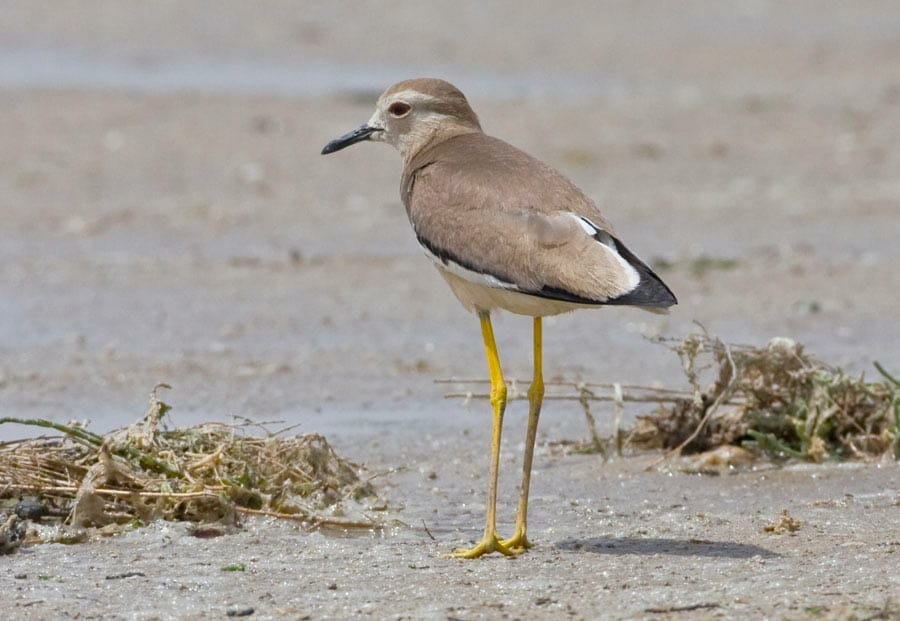 White-tailed Lapwing Vanellus leucurus on ground