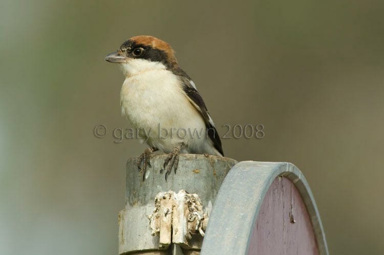 Woodchat Shrike Lanius senator on sign post