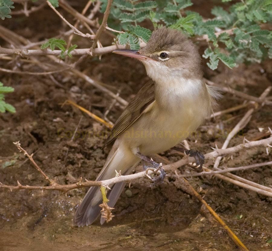 Basra Reed Warbler Acrocephalus griseldis on a brach close to water