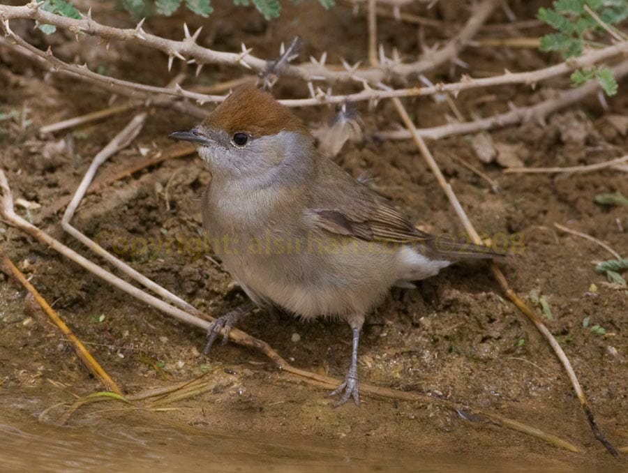 Eurasian Blackcap Sylvia atricapilla at edge of water