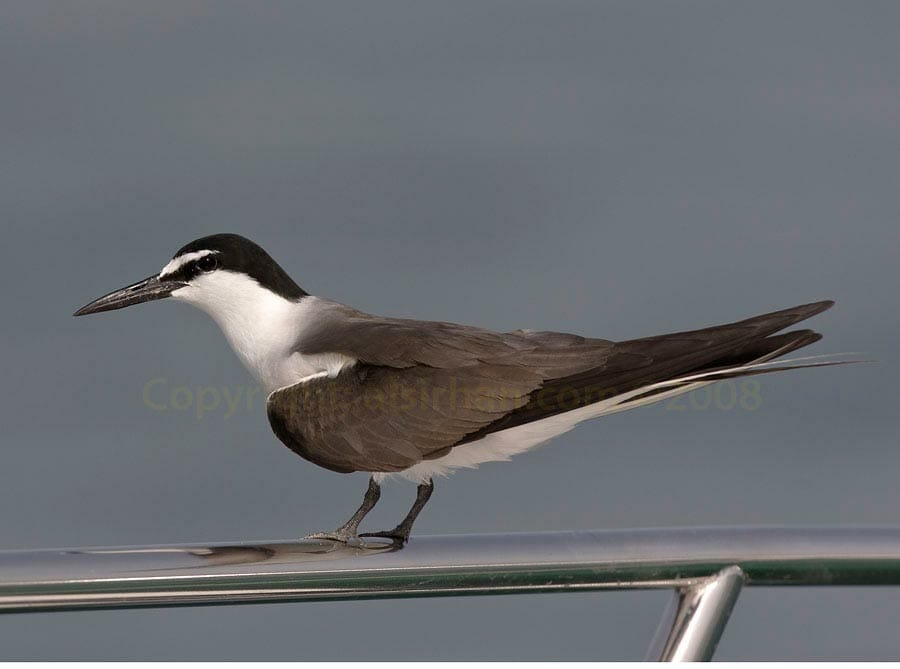 Bridled Tern Onychoprion anaethetus landing on our boat