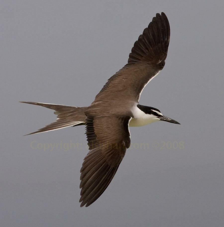 Bridled Tern Onychoprion anaethetus in flight showing spread wings upperparts
