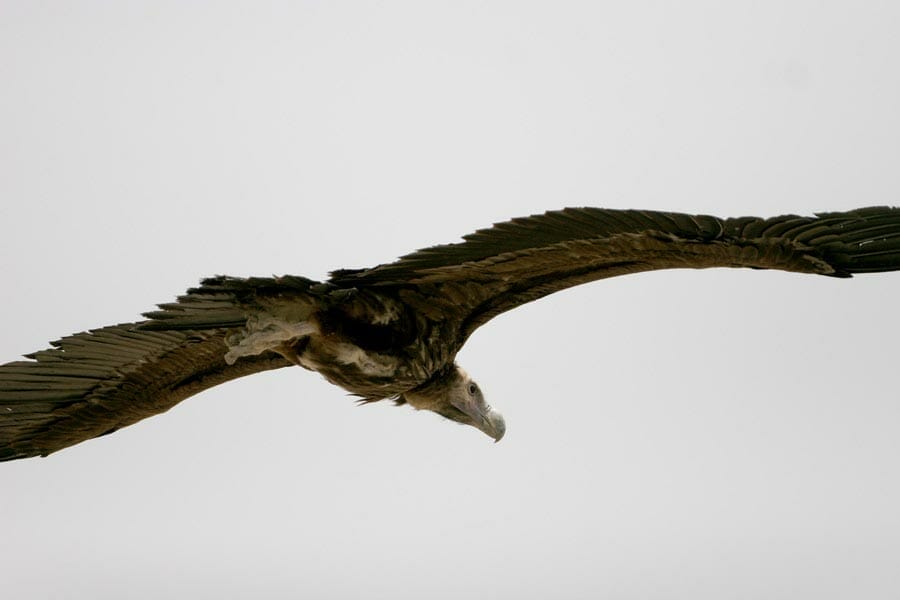 Lappet-faced Vulture Torgos trachielotos in flight from behind