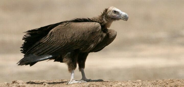 Lappet-faced Vulture standing on a mound