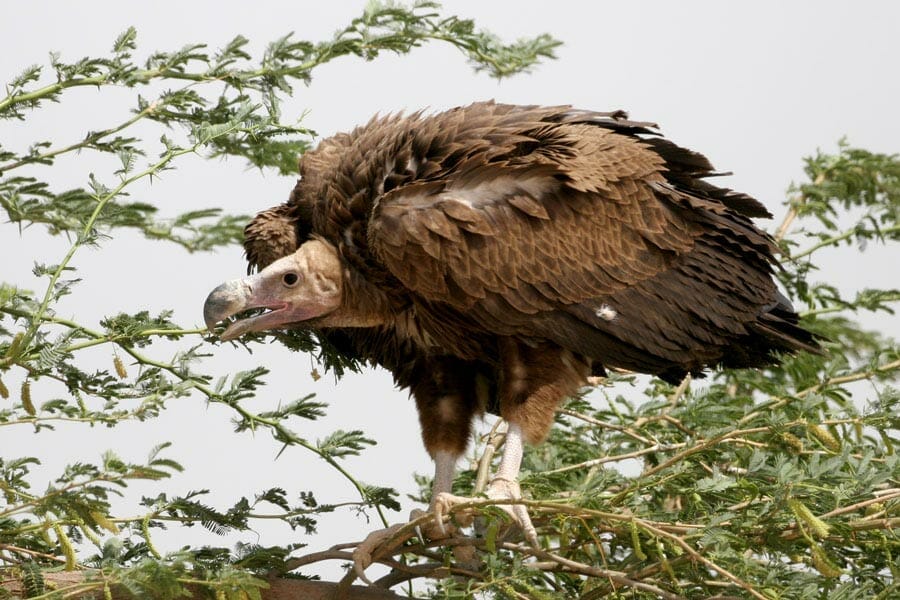 Lappet-faced Vulture Torgos trachielotos on a tree
