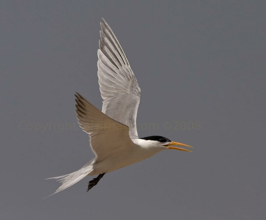 Lesser Crested Tern Thalasseus bengalensis in flight