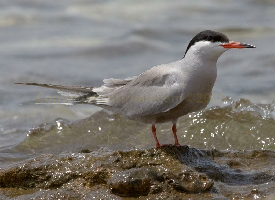 White-cheeked Tern Sterna repressa on sea rock