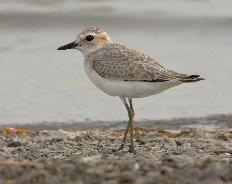 Juvenile Greater Sand Plover standing near water