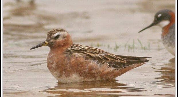 Red Knot in water