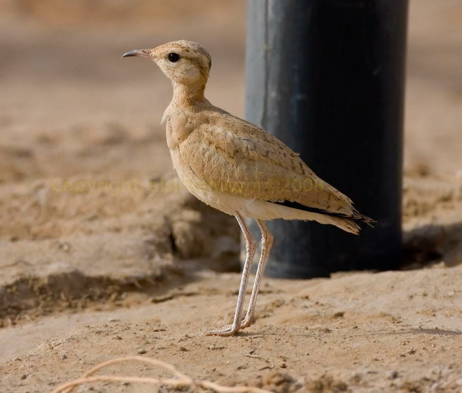 Cream-coloured Courser Cursorius cursor